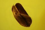 Detailed Fossil Winged Termite & Flower Stamen in Baltic Amber #159770-2